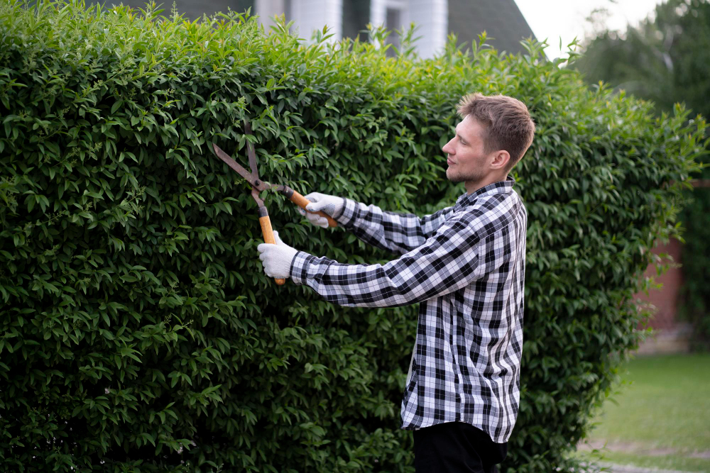 entretenir une haie de laurier pour un jardin impeccable