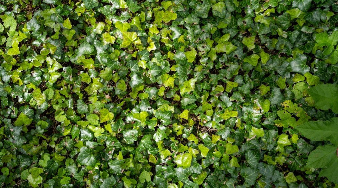 entretenir une haie de laurier pour un jardin toujours impeccable