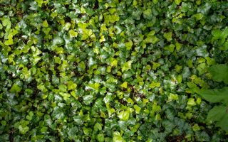entretenir une haie de laurier pour un jardin toujours impeccable
