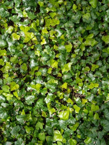entretenir une haie de laurier pour un jardin toujours impeccable
