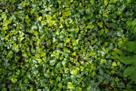 entretenir une haie de laurier pour un jardin toujours impeccable